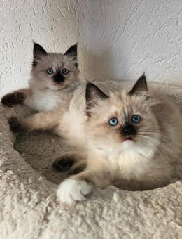 Heilige Birma Kitten - Essen