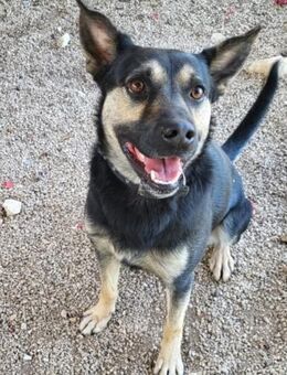 Otto 💗 so freundlich und verträglich! - Hamburg