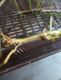 Nuichua rabaeyae Stabschrecke Vietnam Phasmiden Insekten - Köln