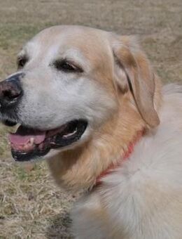 MAX 🍀🍀🍀 Senior sucht Altersruhesitz - Herxheim (Landau)