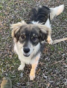 Max sucht liebevolles zu Hause - Brühl (Baden-Württemberg)