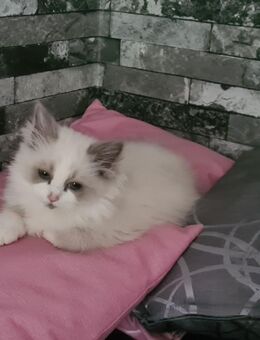 2 Heilige Birma Kitten - Hamburg