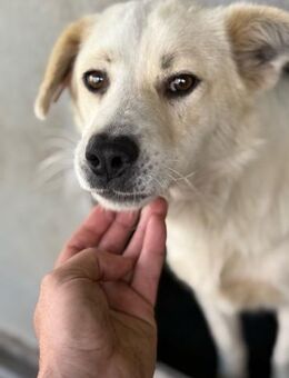 Felia Sanfte Seele sucht erstes Zuhause - Chemnitz