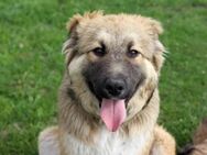 Knuffige Arika sucht ihre eigene Familie - Dittelbrunn