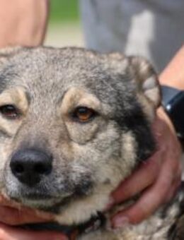 Kesha - kinderlieb u. unkompliziert - Lohra