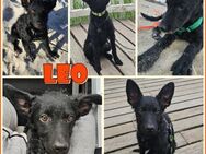 Leo kroatischer Schäerhund Mix Rüde - Margetshöchheim