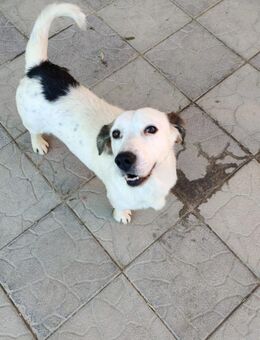 Baloo - Schwaig (Nürnberg)