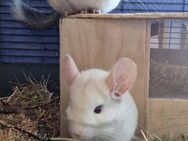 2 Chinchilla Damen - Gremsdorf