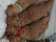 Maltipoo Welpen - Neuenkirchen (Landkreis Diepholz)