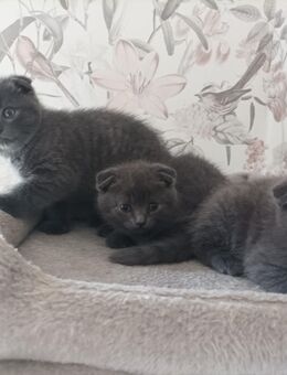 * Kitten zu verkaufen * - Ruppichteroth