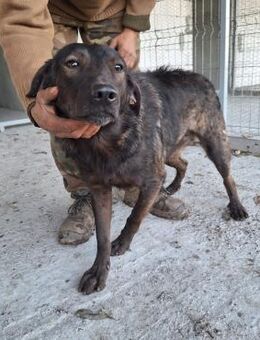 Rüde Juri sucht seine Menschen - Köln