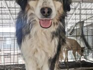 Toto sucht ein nettes Zuhause - Blankenheim (Nordrhein-Westfalen)