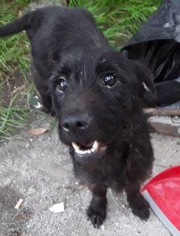 Ombra 💚💚💚 Familienanschluss gesucht - Herxheim (Landau)