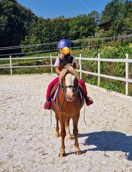 Welsh A Wallach 6 Jahre 118 cm - Tittling