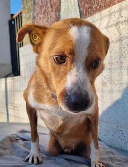 Teddy ist querschnittsgelähmt - Berlin