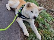 Akita Inu Welpen - Minden (Nordrhein-Westfalen)