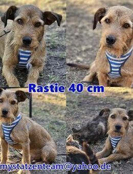 Rastie ist ein sensibler, lieber Kerl - Schafflund