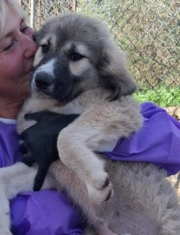 Zuhause/Pflegestelle gesucht für Yara - Miesbach