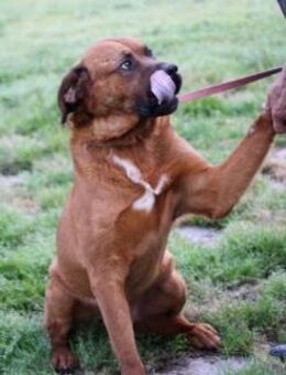 Bruno - kinderlieber Familienhund - Lohra