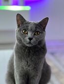 BHK Katze zu verkaufen in 28325