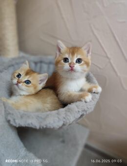 Reinrassige Britisch Kurzhaar Kitten - Frankfurt (Main)