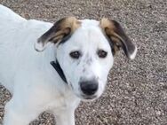 Iby - Junghündin sucht ihr Happy Home - Bad Camberg