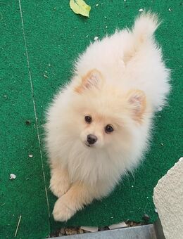 Pomeranian - Leonberg (Baden-Württemberg)