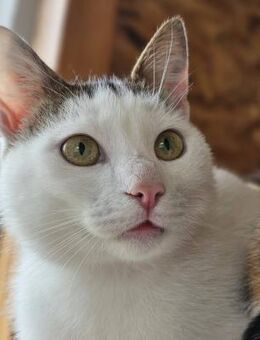 Billy sucht ein liebevolles Zuhause - Blankenheim (Nordrhein-Westfalen)