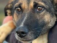 Elli ist eine sanfte Hündin 🐾 - Elsdorf (Nordrhein-Westfalen)