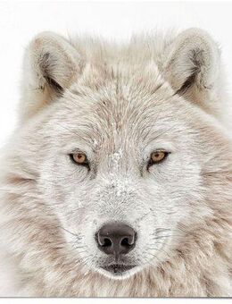 Reinders! Poster Weisser Wolf, (1 St)