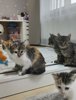 Katzenkinder - Braunfels