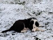 Border Collie Welpen - Jerichow Karow