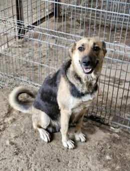Nina, eine freundliche Hündin - Bochum