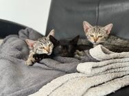 3 Kätzchen in liebevolle Hände abzugeben - Erftstadt