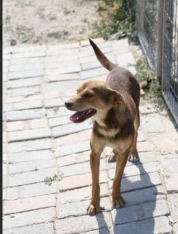 Cookie sucht sein Glück! - Krefeld