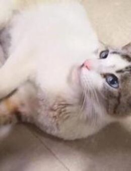 Ruth - Verschmuste Einzelprinzessin - Bad Camberg