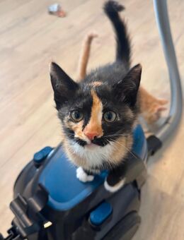 Wunderschöne kitten suchen neues zuhause - Burscheid Zentrum