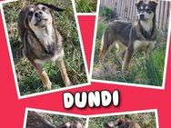 Hübsche Dundi sucht neue Familie! - Nürnberg