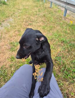 Unser letzter sehr verschmuster Labradormischling Joe 5 Monate alt sucht noch - Angern