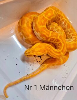 Python molurus bivittatus/ Dunkler Tigerpython/ 1.0 Pearl - Kirchhain
