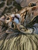 Bengel kitten in 23743