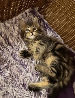 Maine Coon Kitten - Weyhe