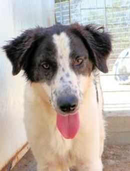 BRANDO - an der Tankstelle ausgesetzt - Regensburg