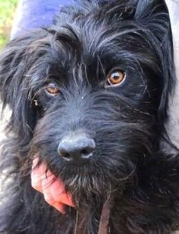 RICKY sucht Zuhause - Gefrees