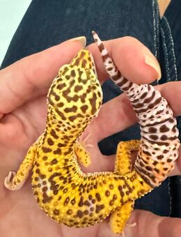 1.0 R.D Leopardgecko Männchen ENZ 24 abzugeben - Emsdetten