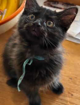 Ragdoll - Persa Mix - Heidelberg