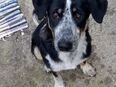 Mischlingsrüde Ozzie (ca 1 Jahr) sucht sein liebevolles Zuhause ♡ in 08064