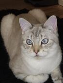 Liebevolles zuhause gesucht in 26529