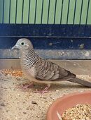 Sperbertäubchen in 48734