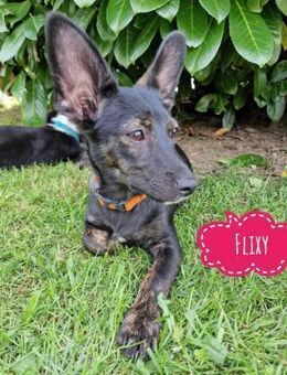 Flixy leidet sehr - Flörsheim-Dalsheim